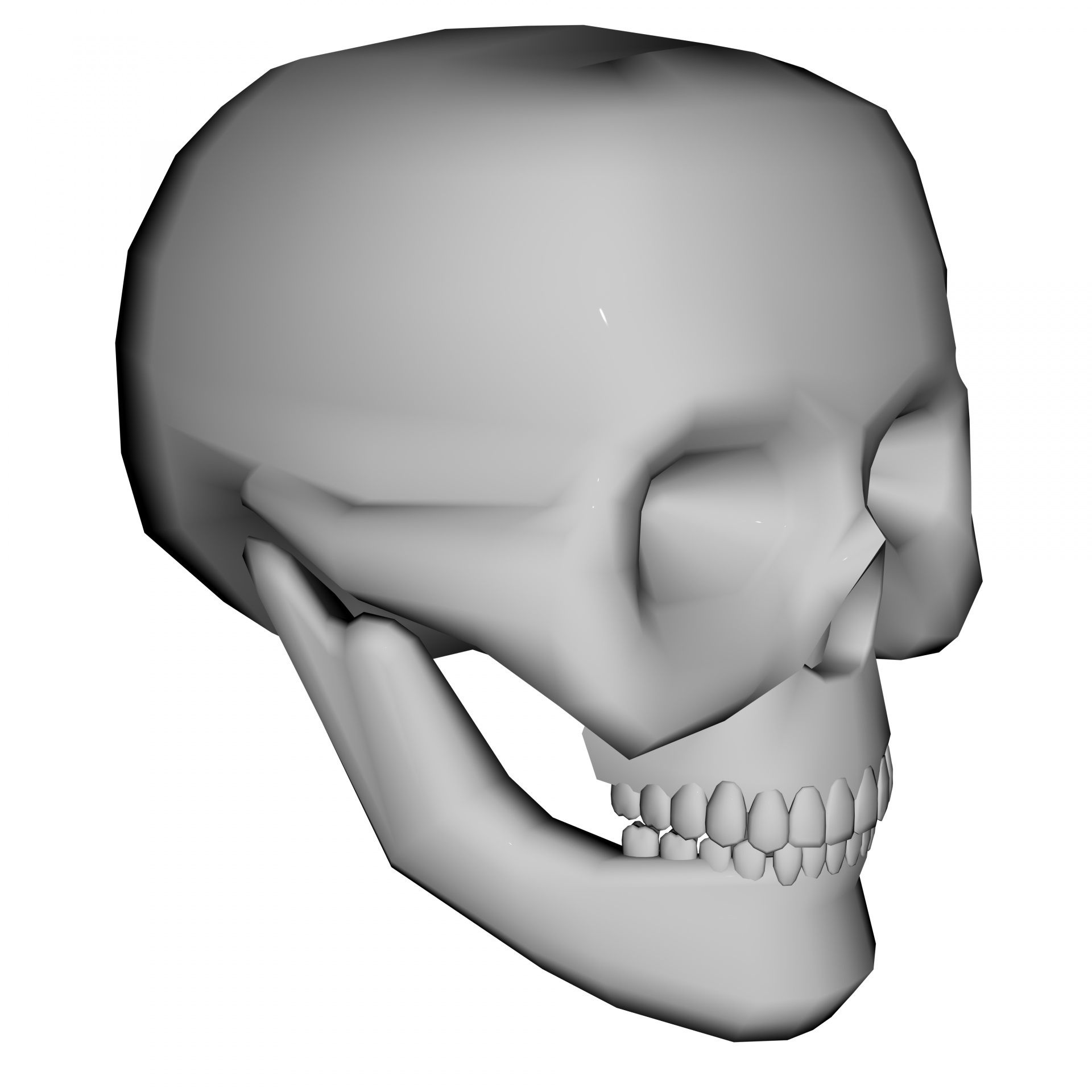 grey skull isolated free photo