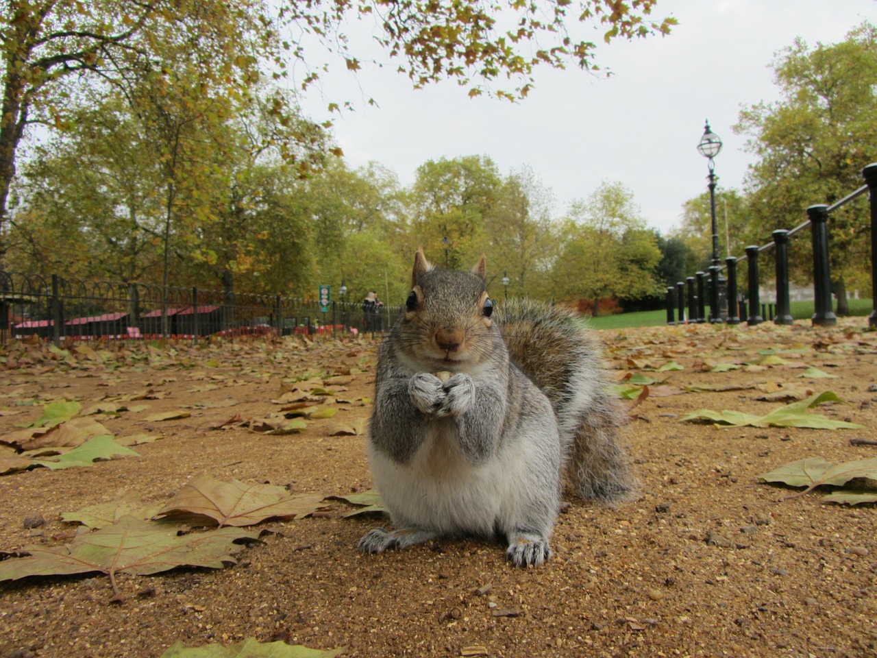 grey squirrel park london free photo