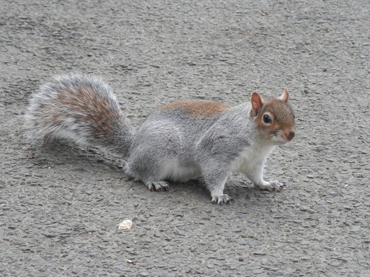 grey squirrel squirrel nature free photo