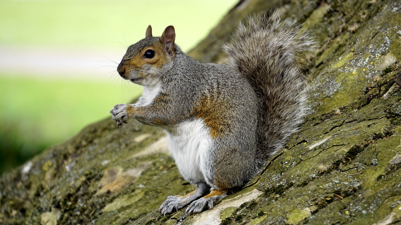 grey squirrel wood animal free photo