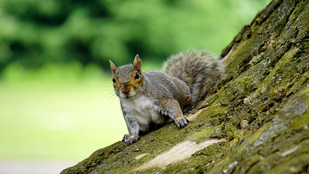 grey squirrel wood animal free photo