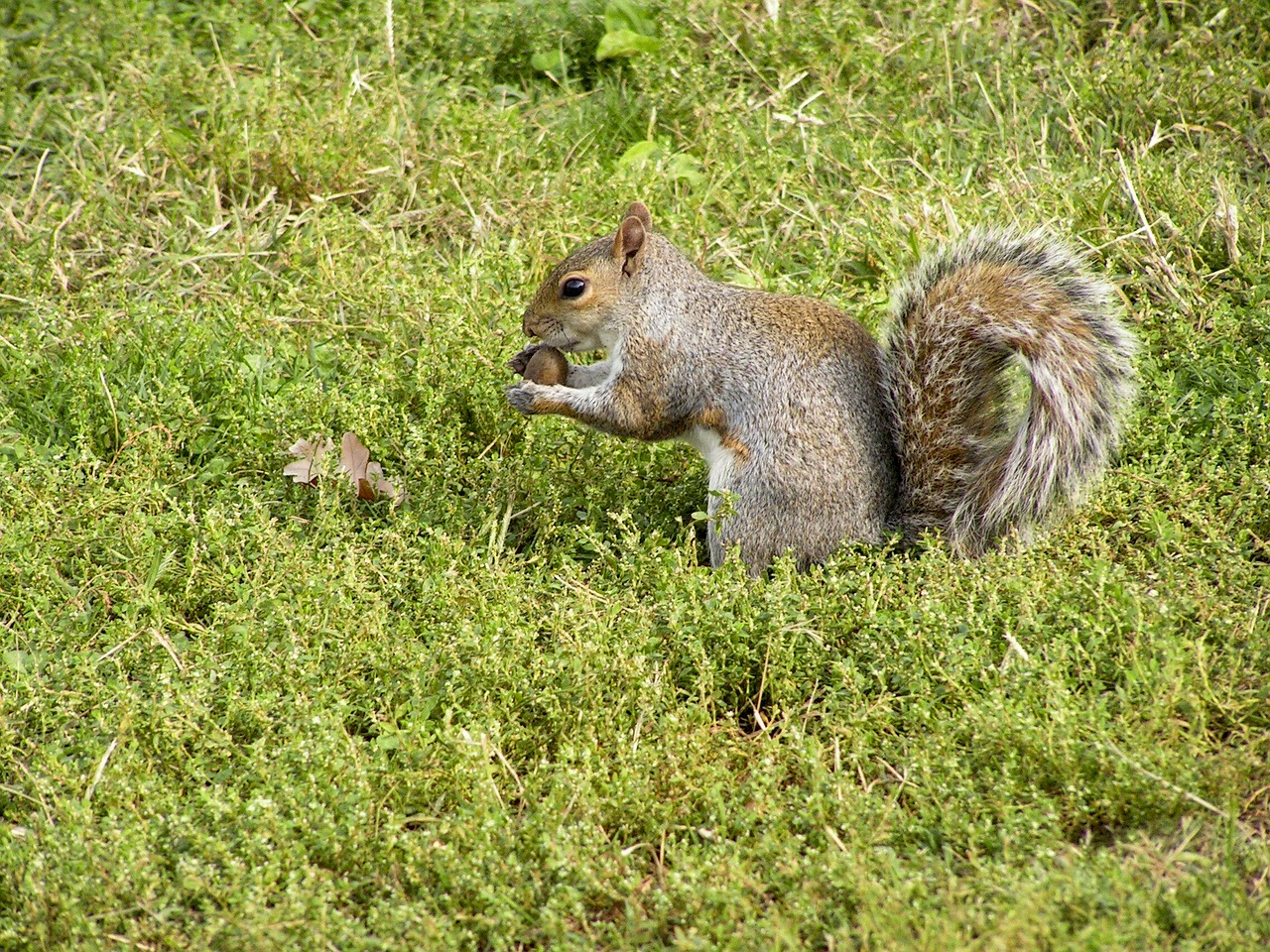 grey squirrel squirrel rodent free photo