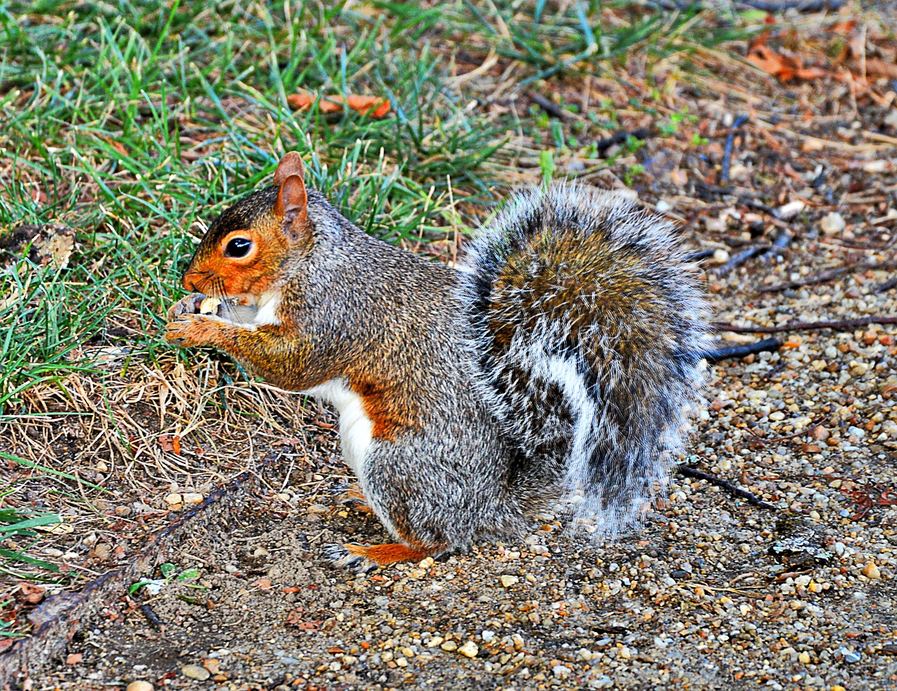 grey squirrel usa cute free photo