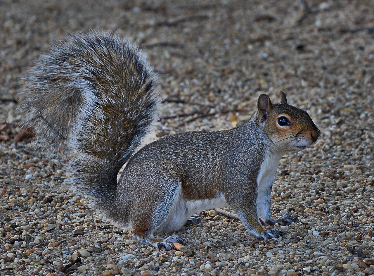 grey squirrel cute rodent free photo