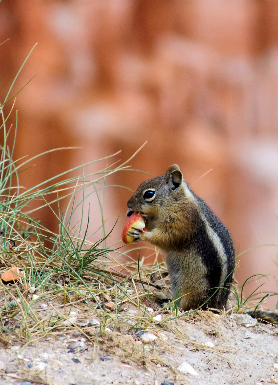 grey squirrel usa bryce canyon free photo