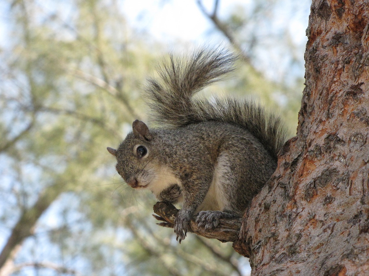 grey squirrel animal squirrel free photo