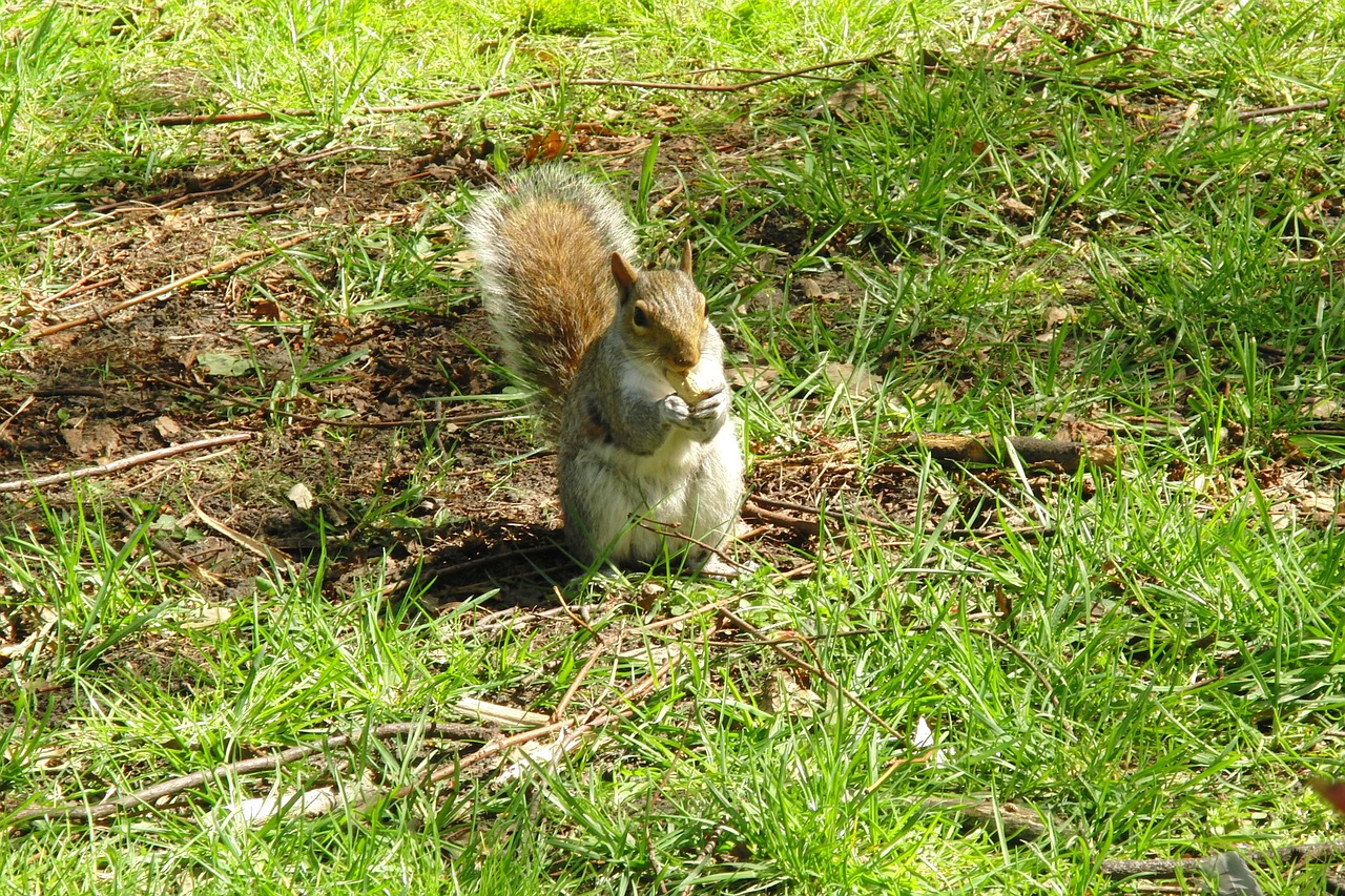 grey squirrel squirrel animals free photo