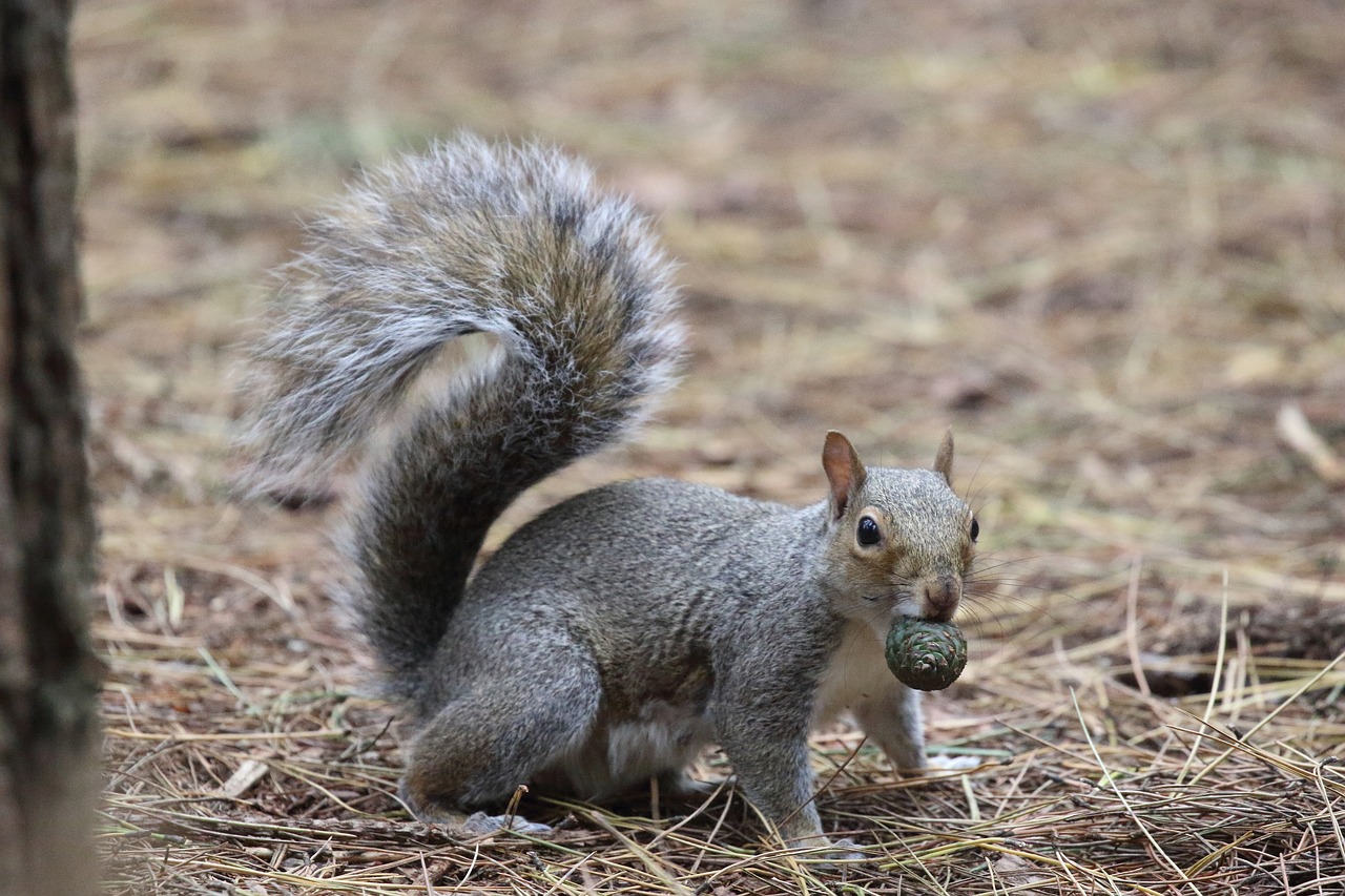 grey squirrel  eating  pine nut free photo