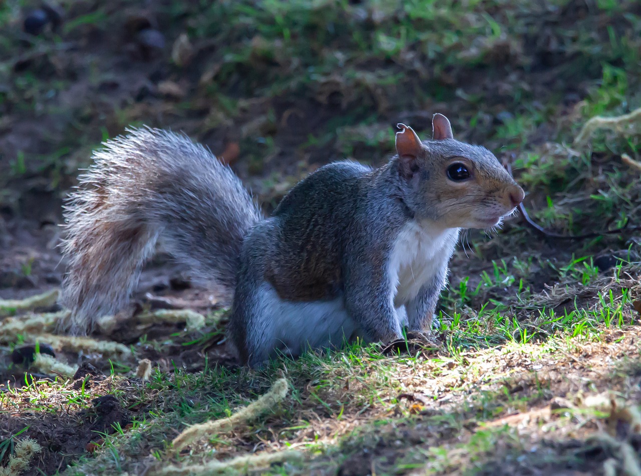 grey squirrel  squirrel  cute free photo