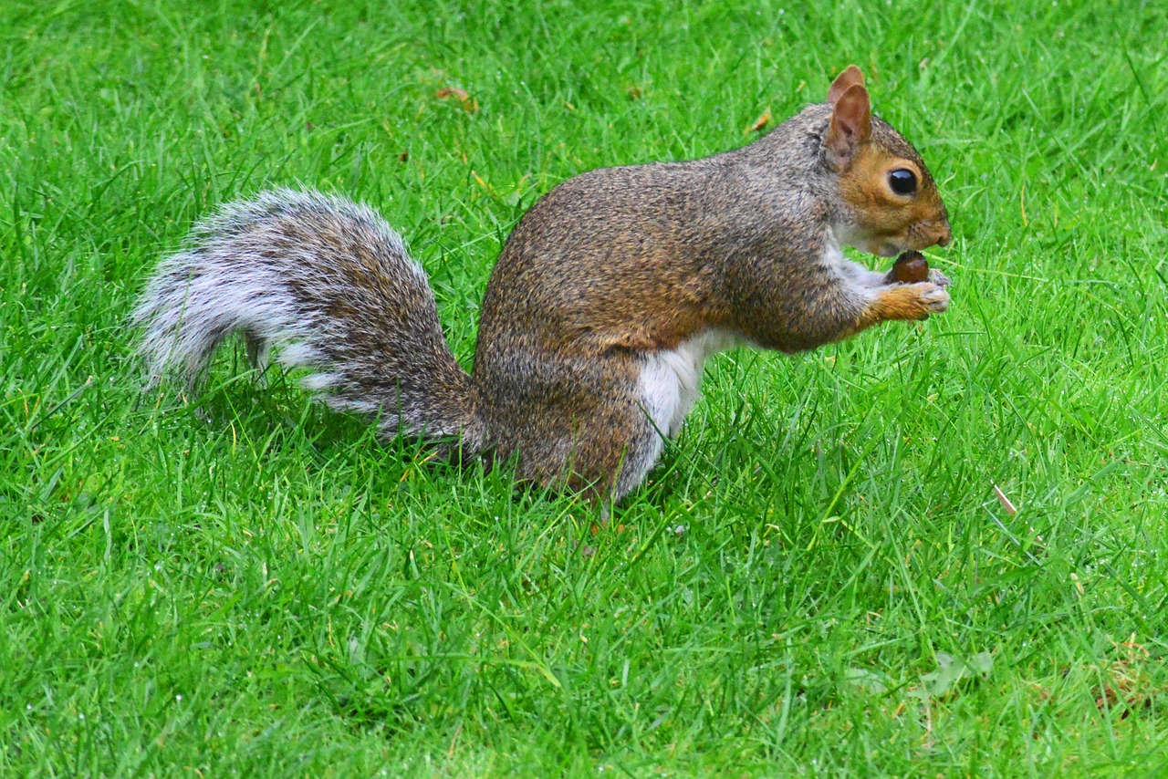 grey squirrel rodent squirrel free photo