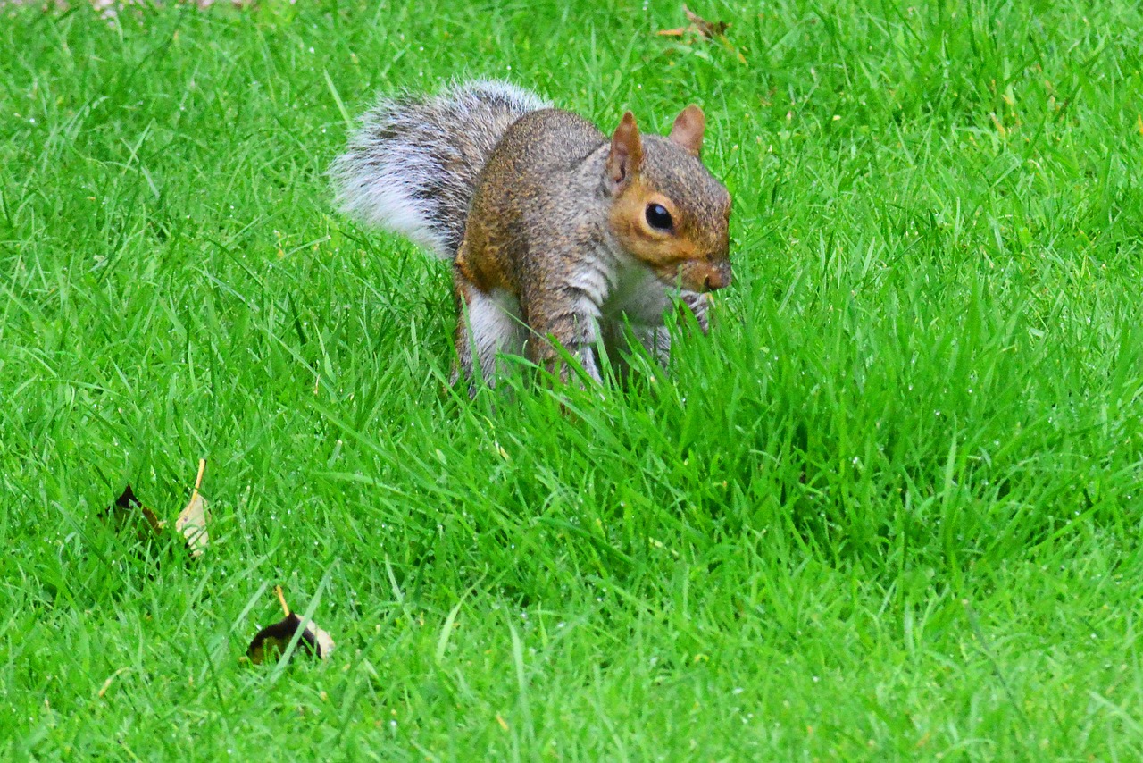 grey squirrel front view rodent free photo