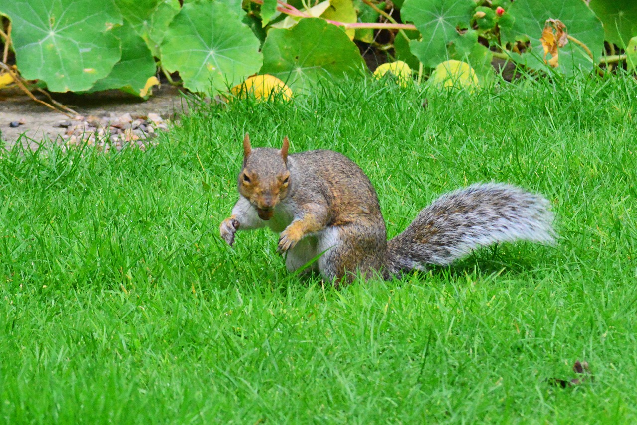 grey squirrel nut in its mouth rodent free photo