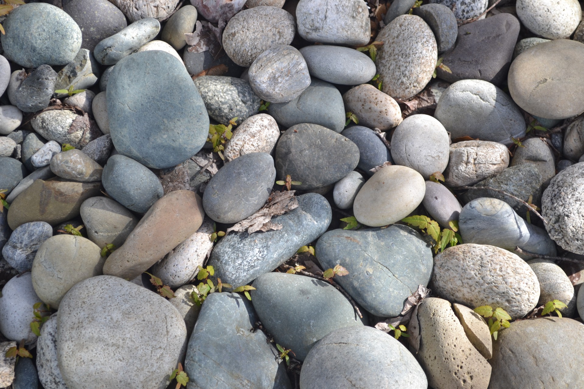 stones many backyard free photo