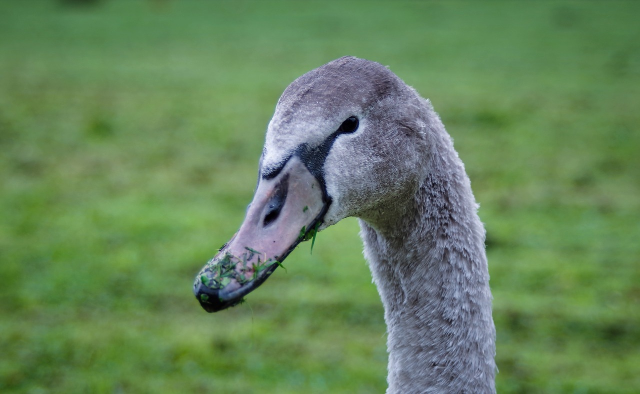 grey swan  dumb  cygnet free photo