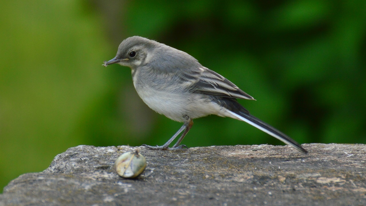 grey wagtail snail meeting free photo