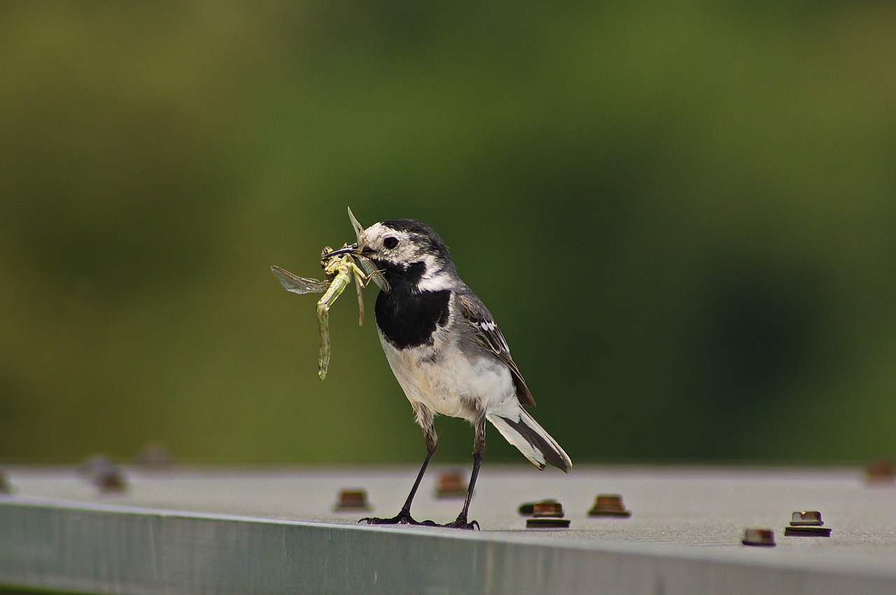 grey wagtail  bird  nature free photo