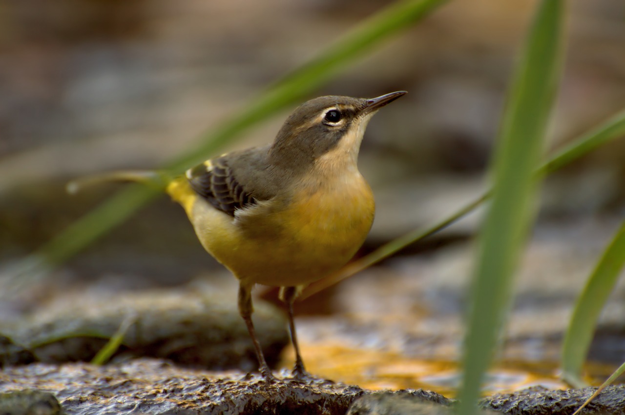 grey wagtail  bird  water free photo