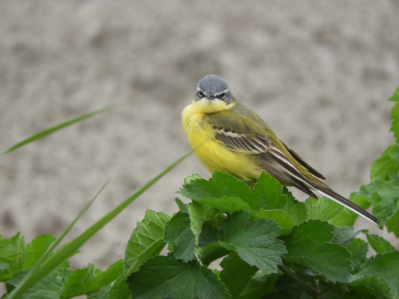 grey wagtail  nature  bird free photo