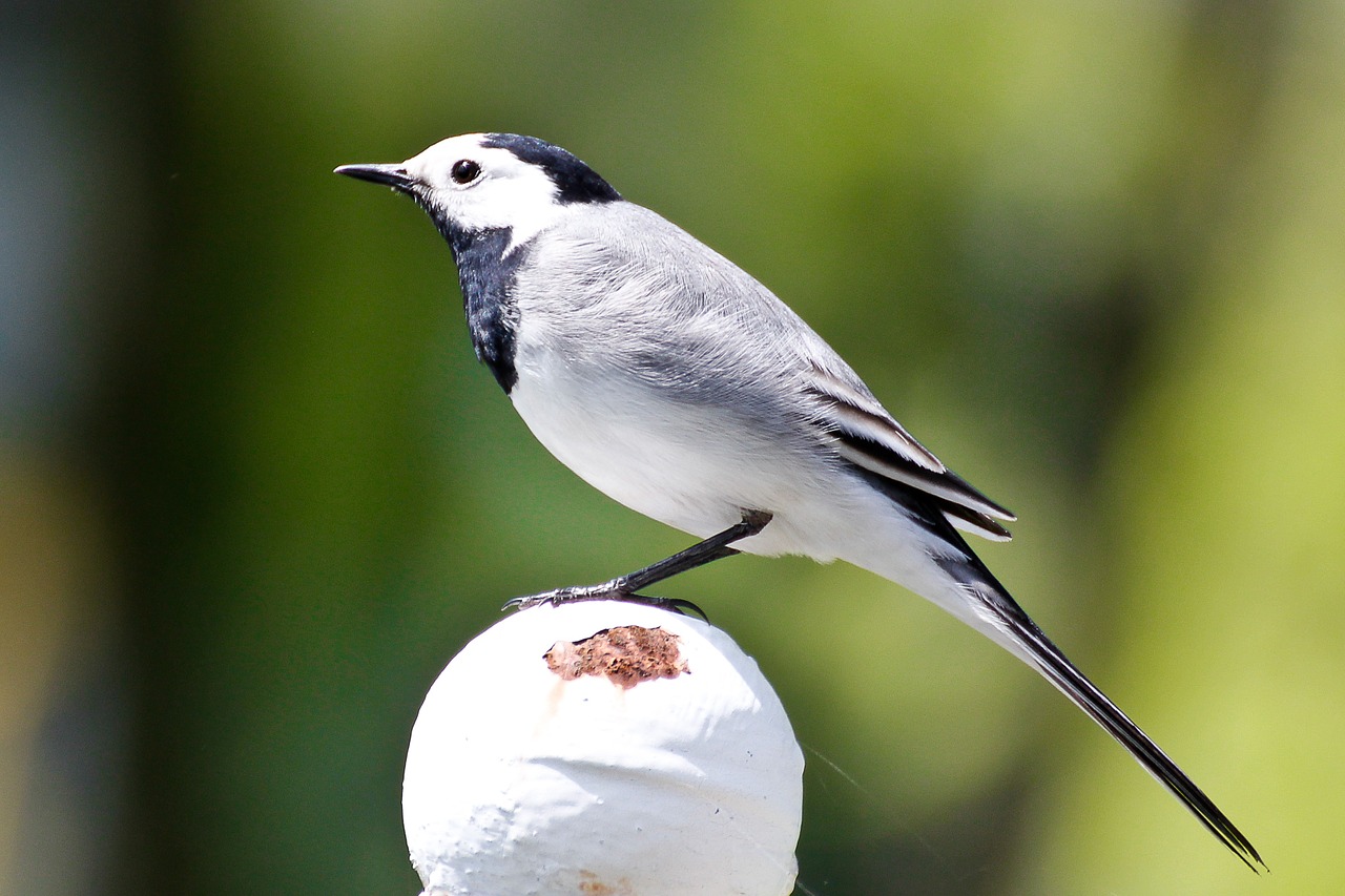 grey wagtail bird summer free photo