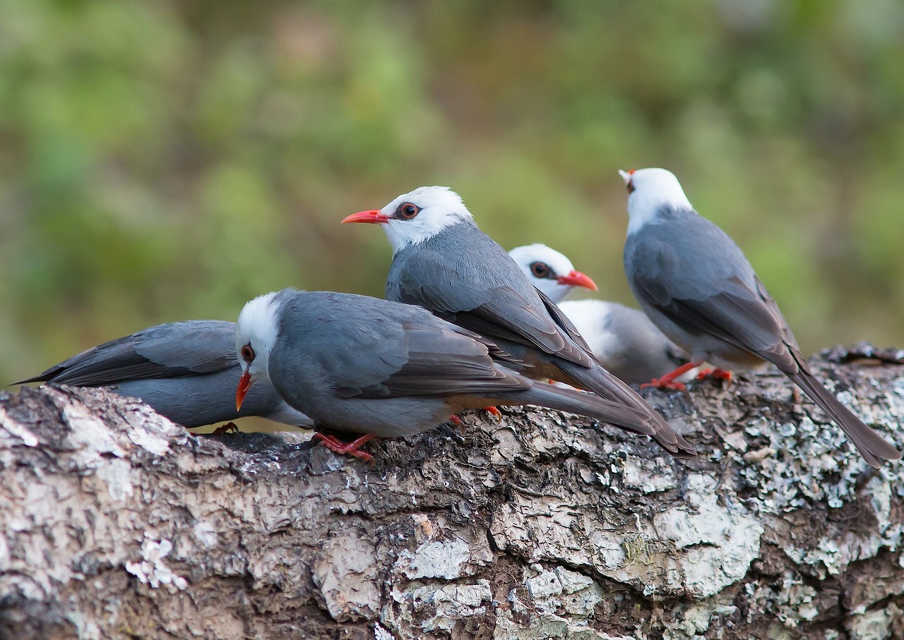 grey-white head prot birds angkhang free photo