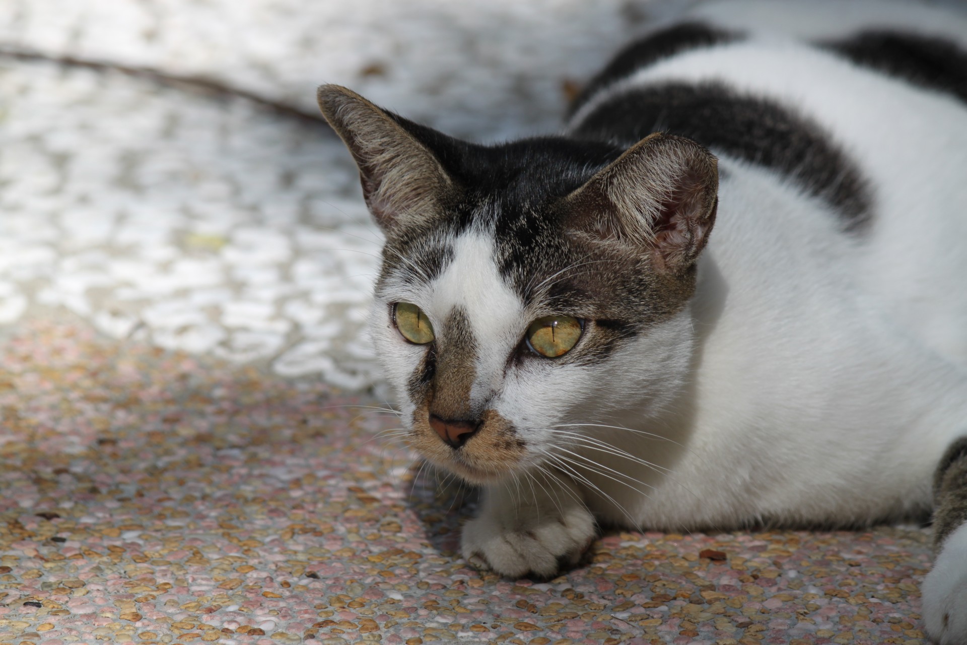 grey white wild cat walking eyes close up free photo