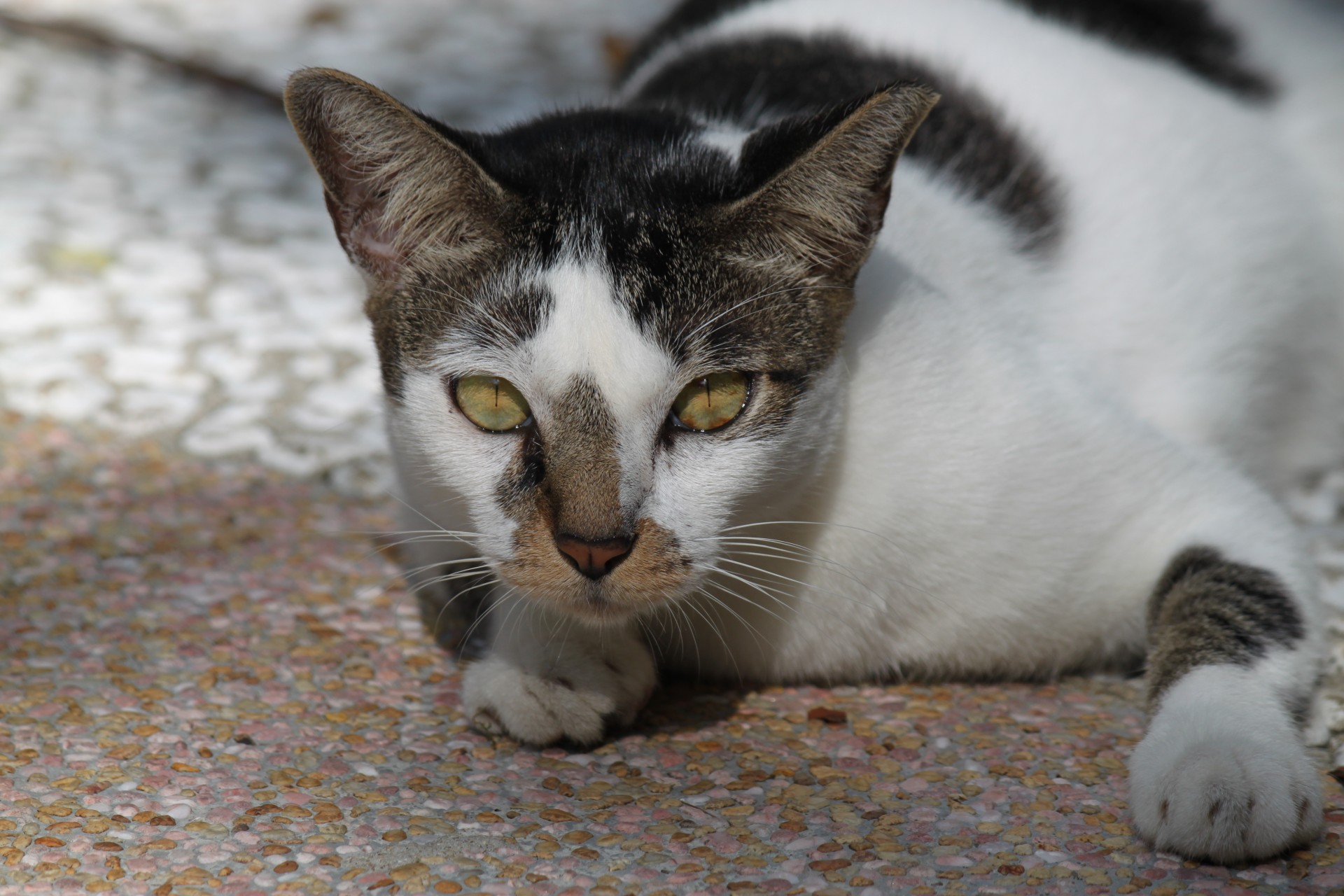 grey white wild cat walking eyes close up free photo