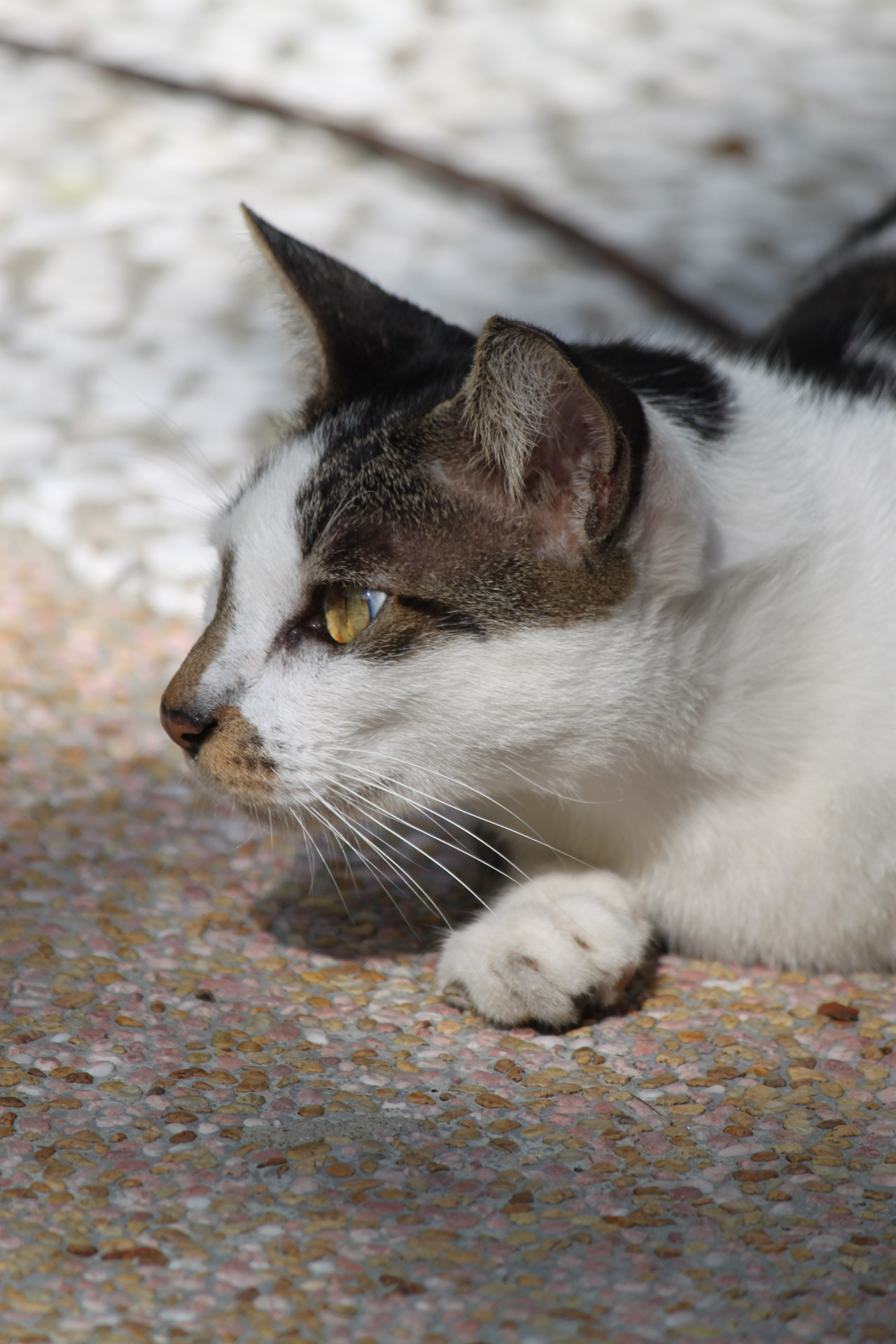 grey white wild cat walking eyes close up free photo