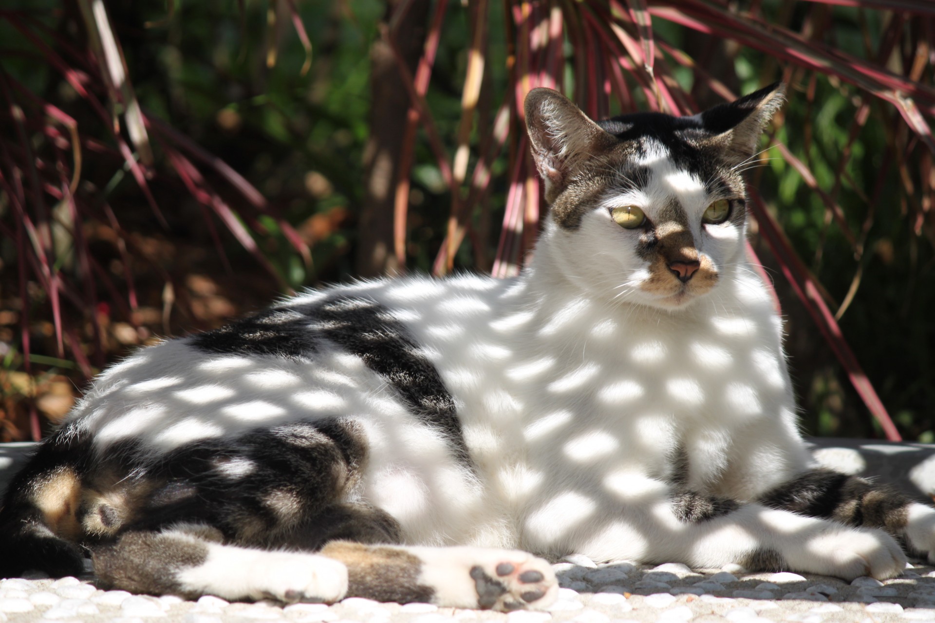 grey white wild cat walking eyes close up free photo