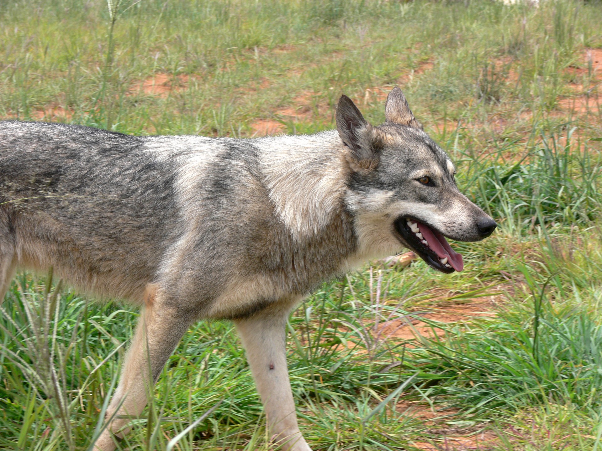 wolf grey wild free photo