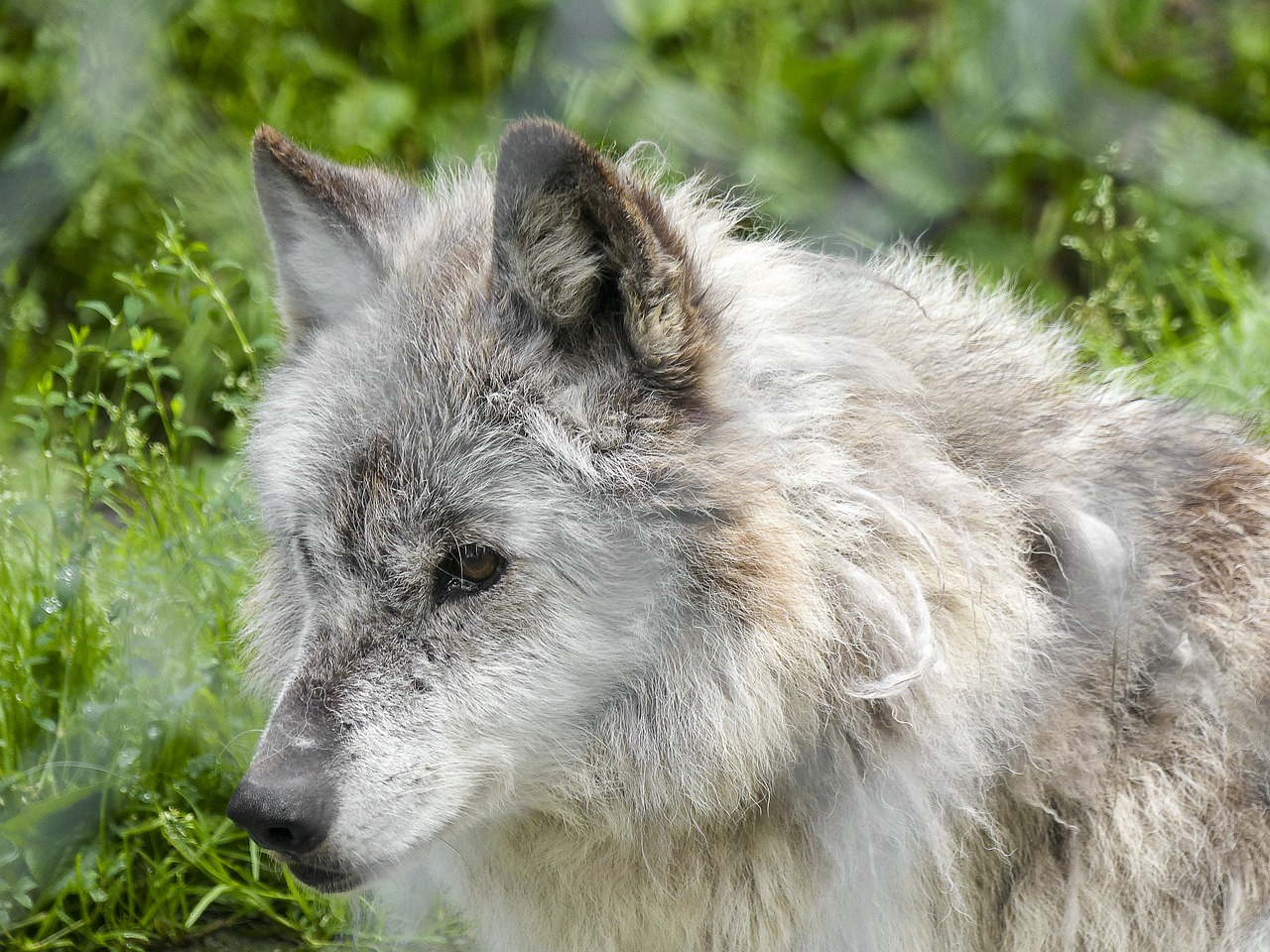 grey wolf wolf wild free photo