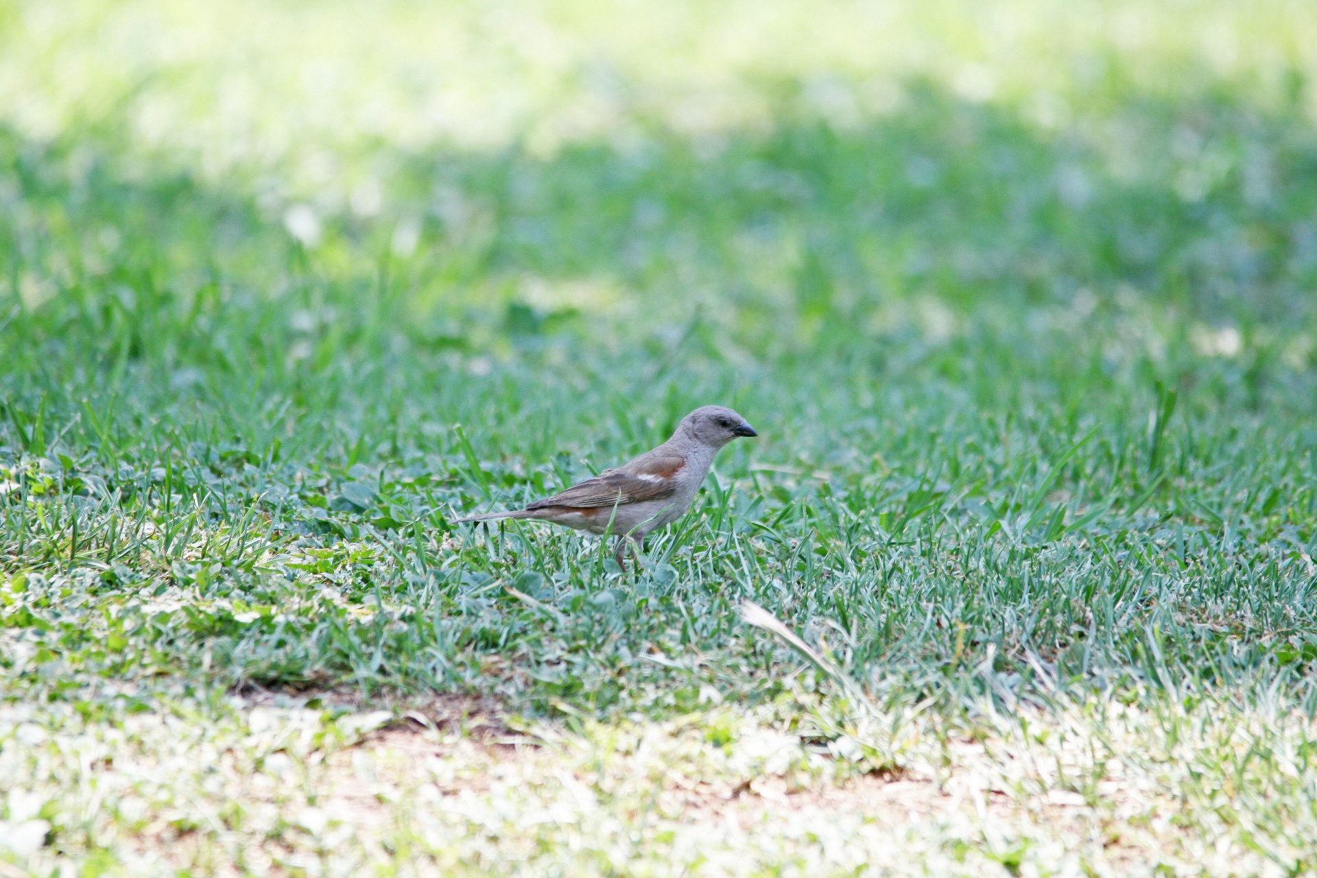 lawn green bird free photo