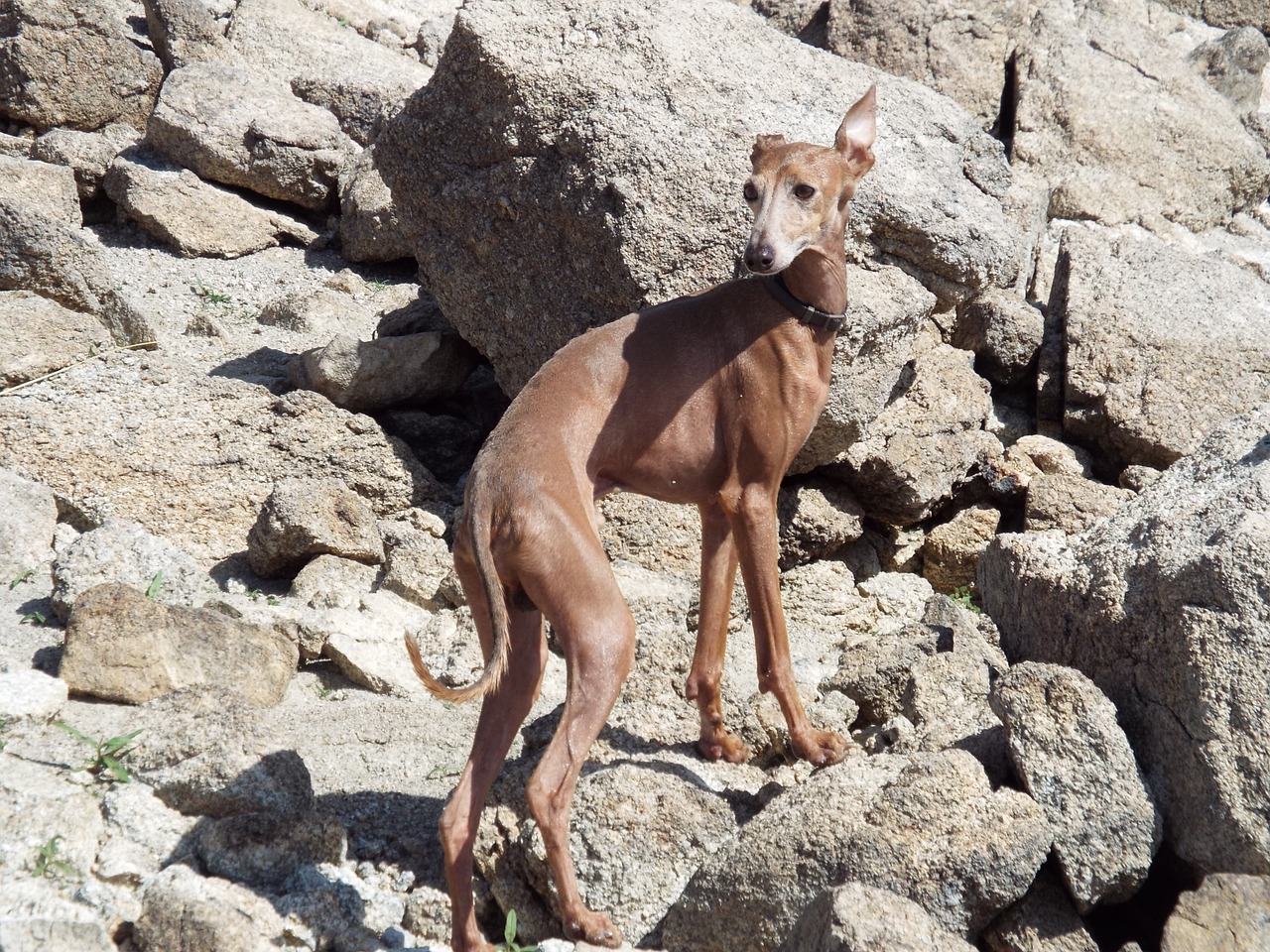 spanish greyhound dog canine race free photo