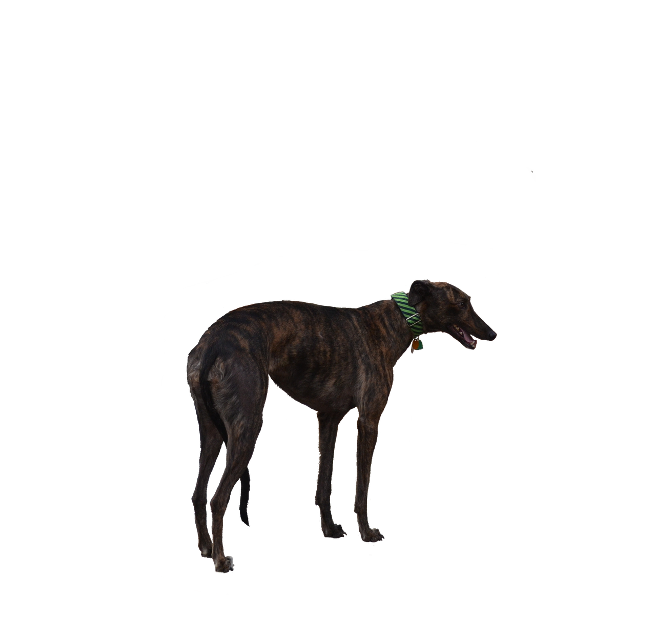 greyhound dog racer free photo