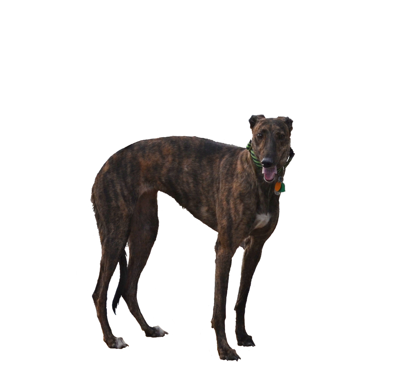greyhound dog isolated free photo