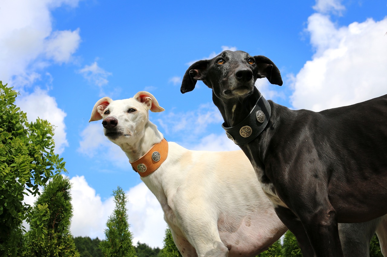 greyhound galgo sighthound free photo