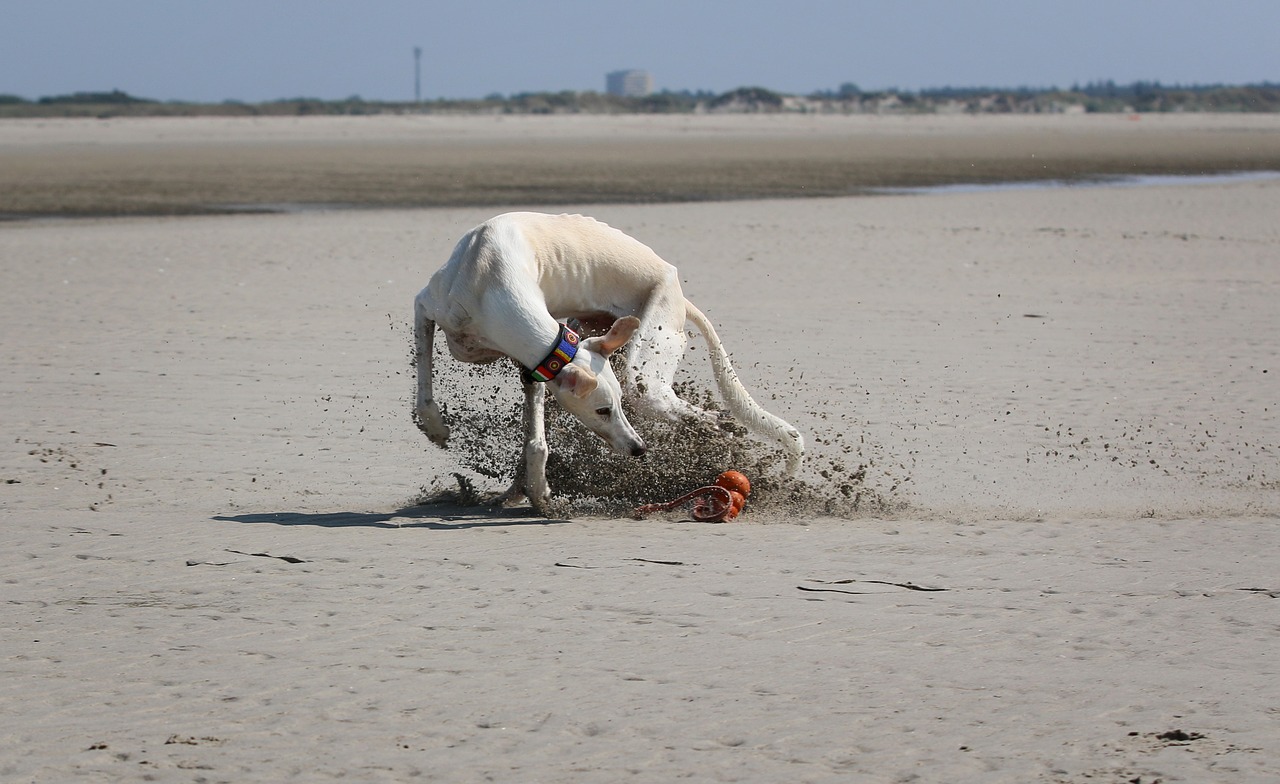 greyhound galgo play free photo