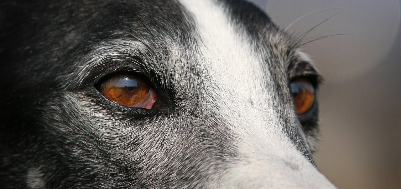 greyhound galgo portrait free photo