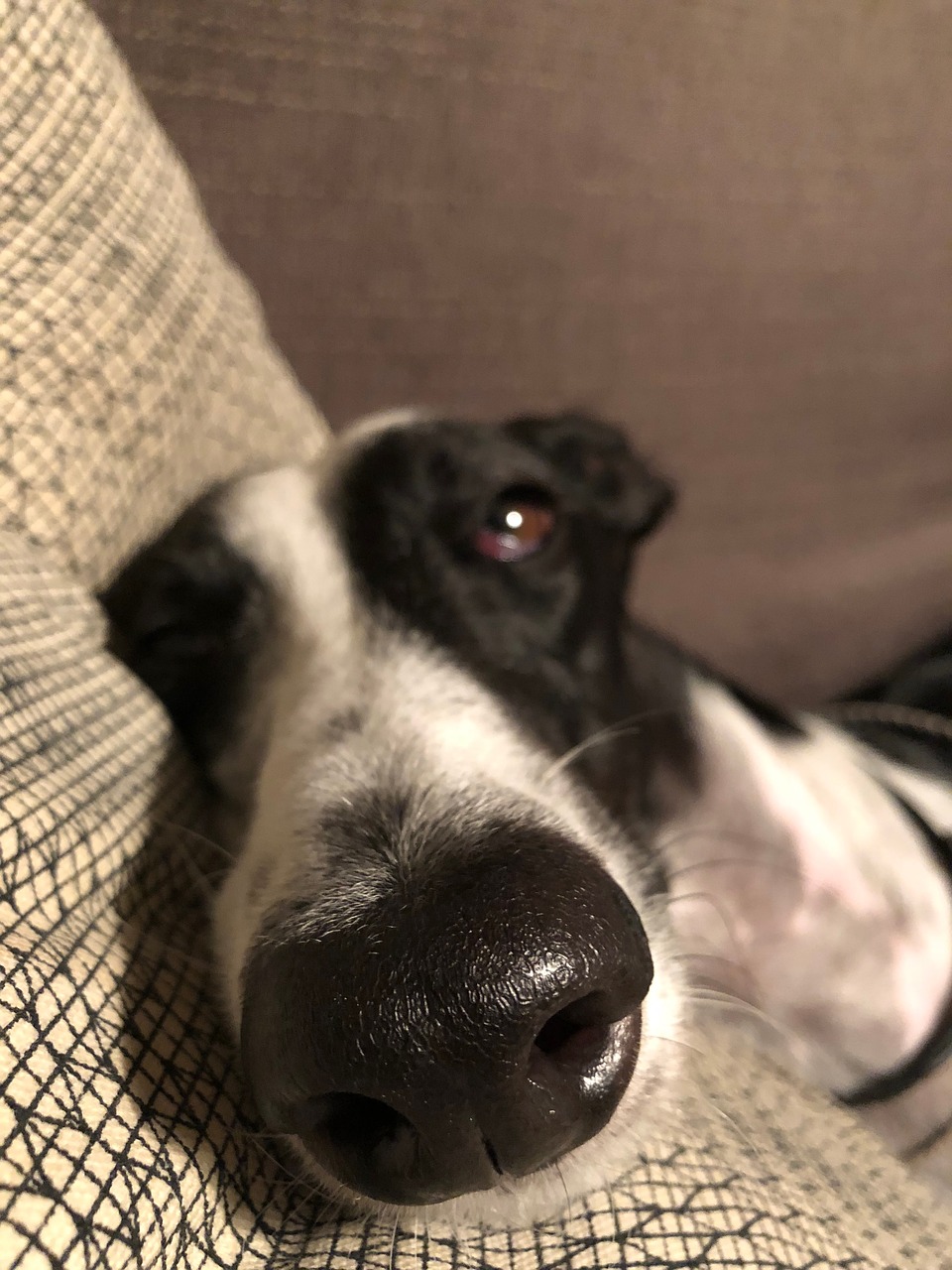 greyhound  rest  sleep free photo