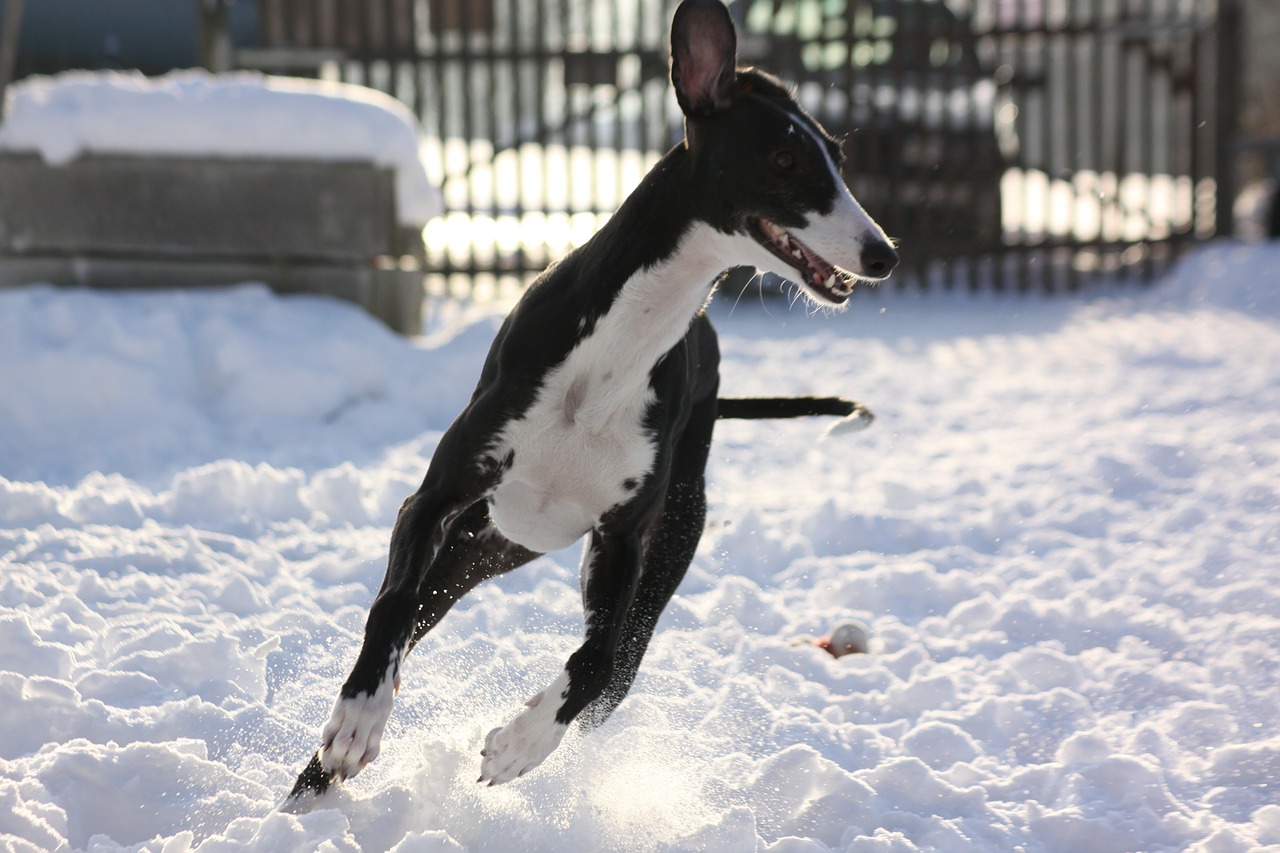 greyhound race snow free photo