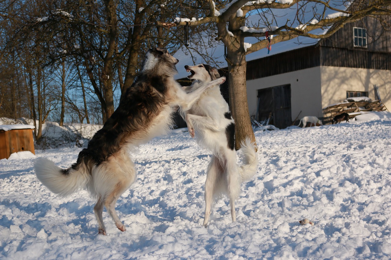 greyhound romp borzoi free photo
