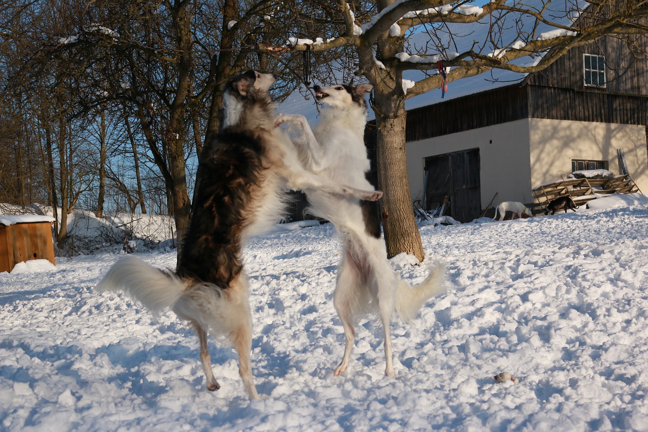 greyhound snow borzoi free photo