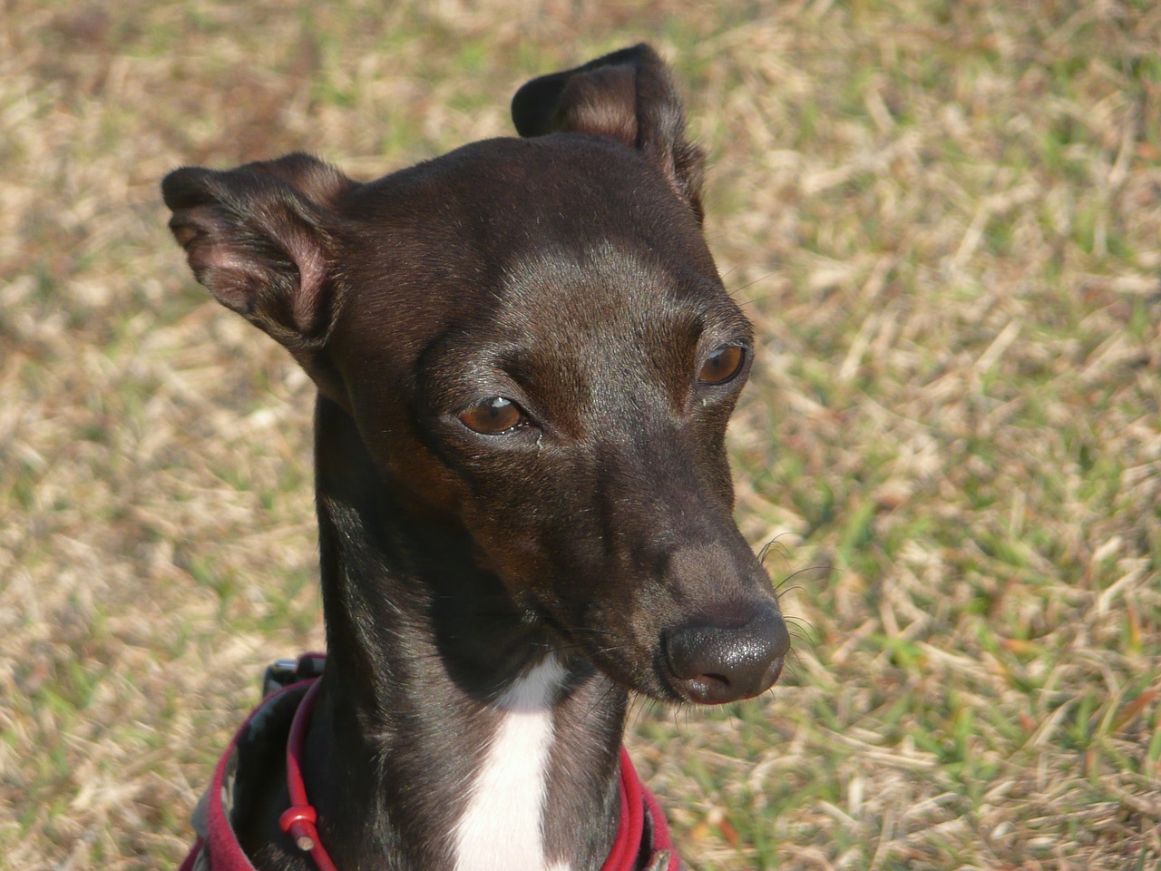 greyhound dog canine free photo