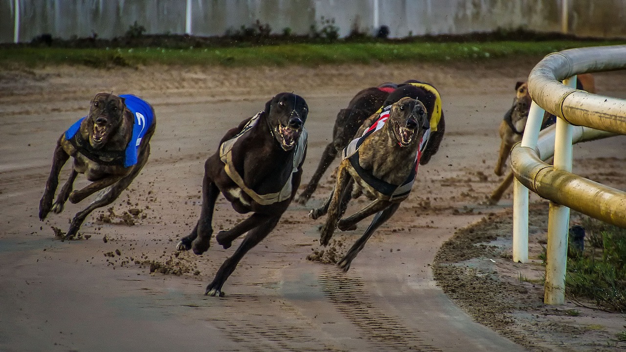 greyhound racing  greyhounds  kilcohan greyhound race free photo