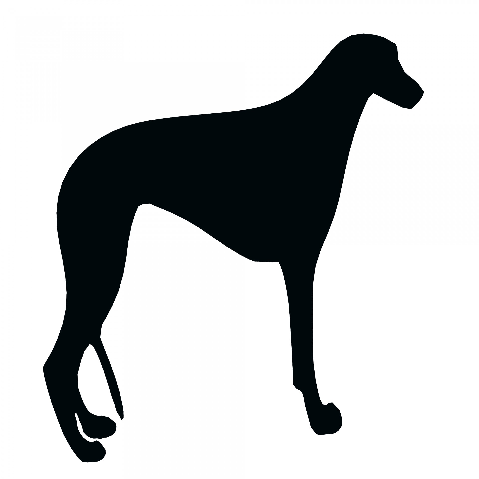 greyhound breed sight hound free photo