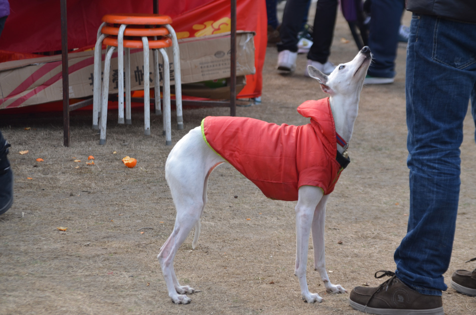 dog greyhound breed free photo