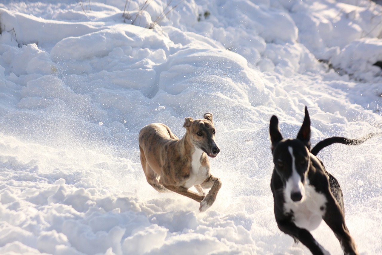 greyhounds winter snow free photo