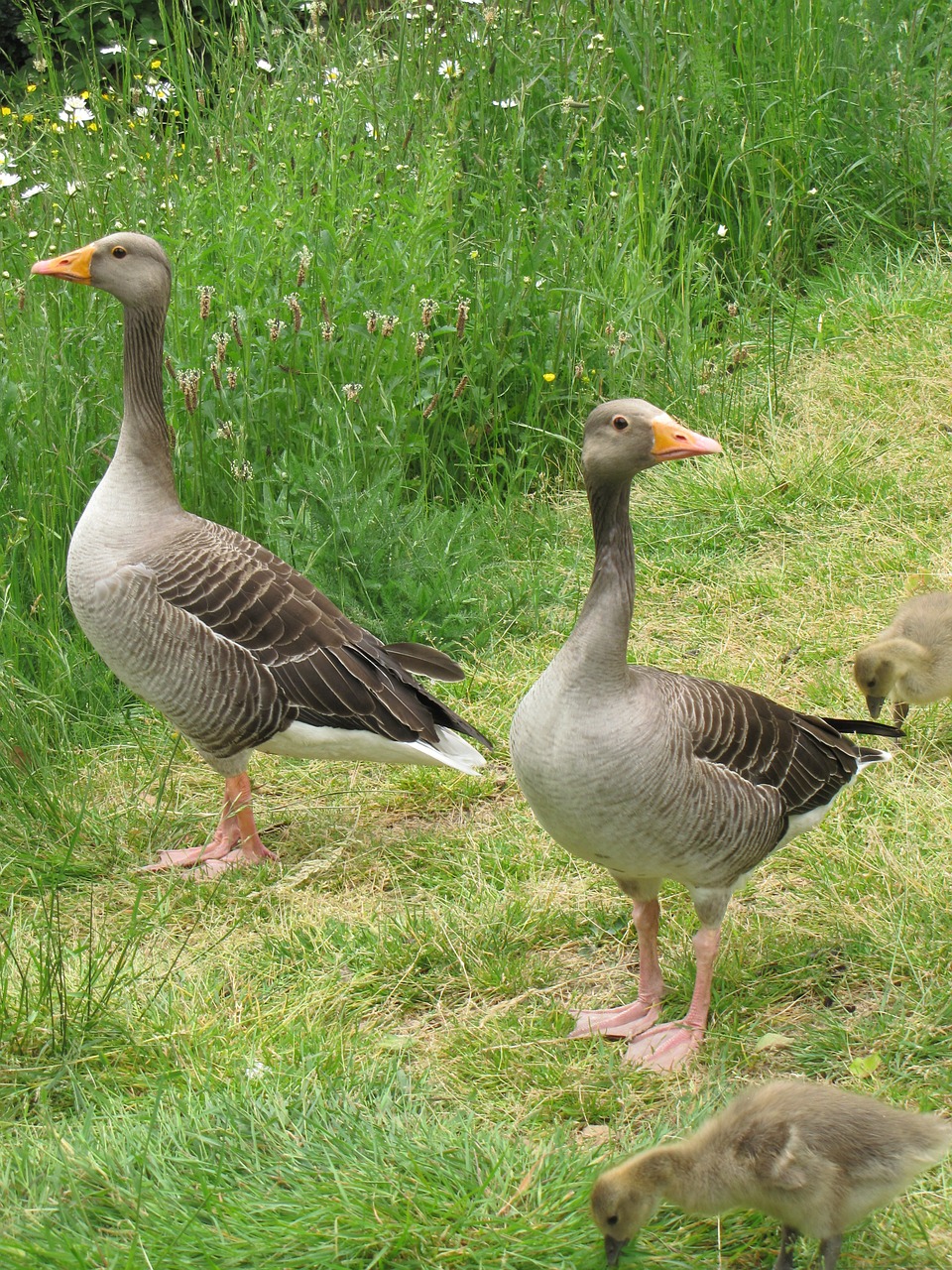 greylag goose anser free photo