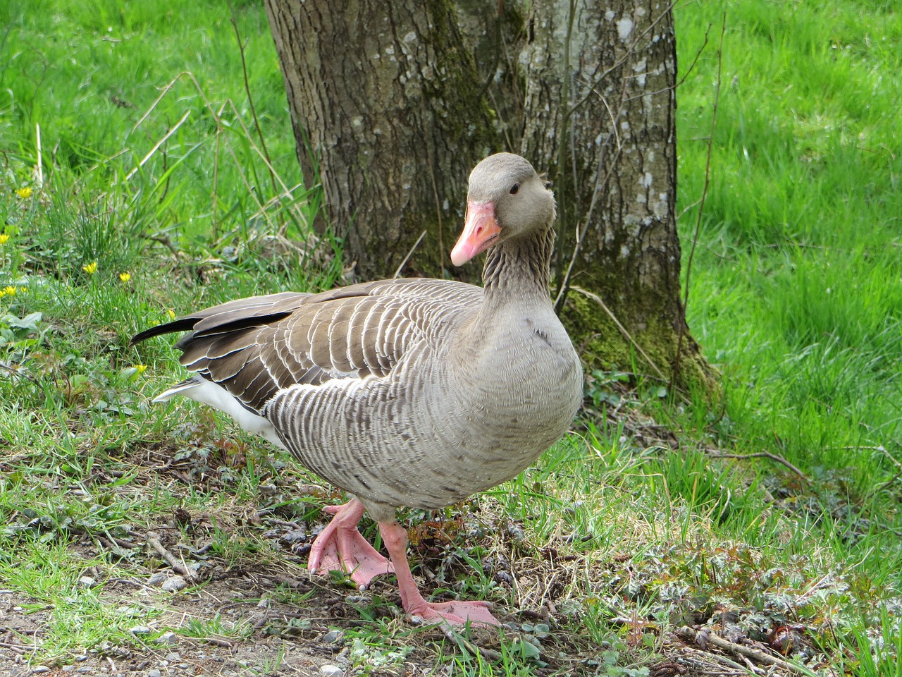 greylag goose goose poultry free photo