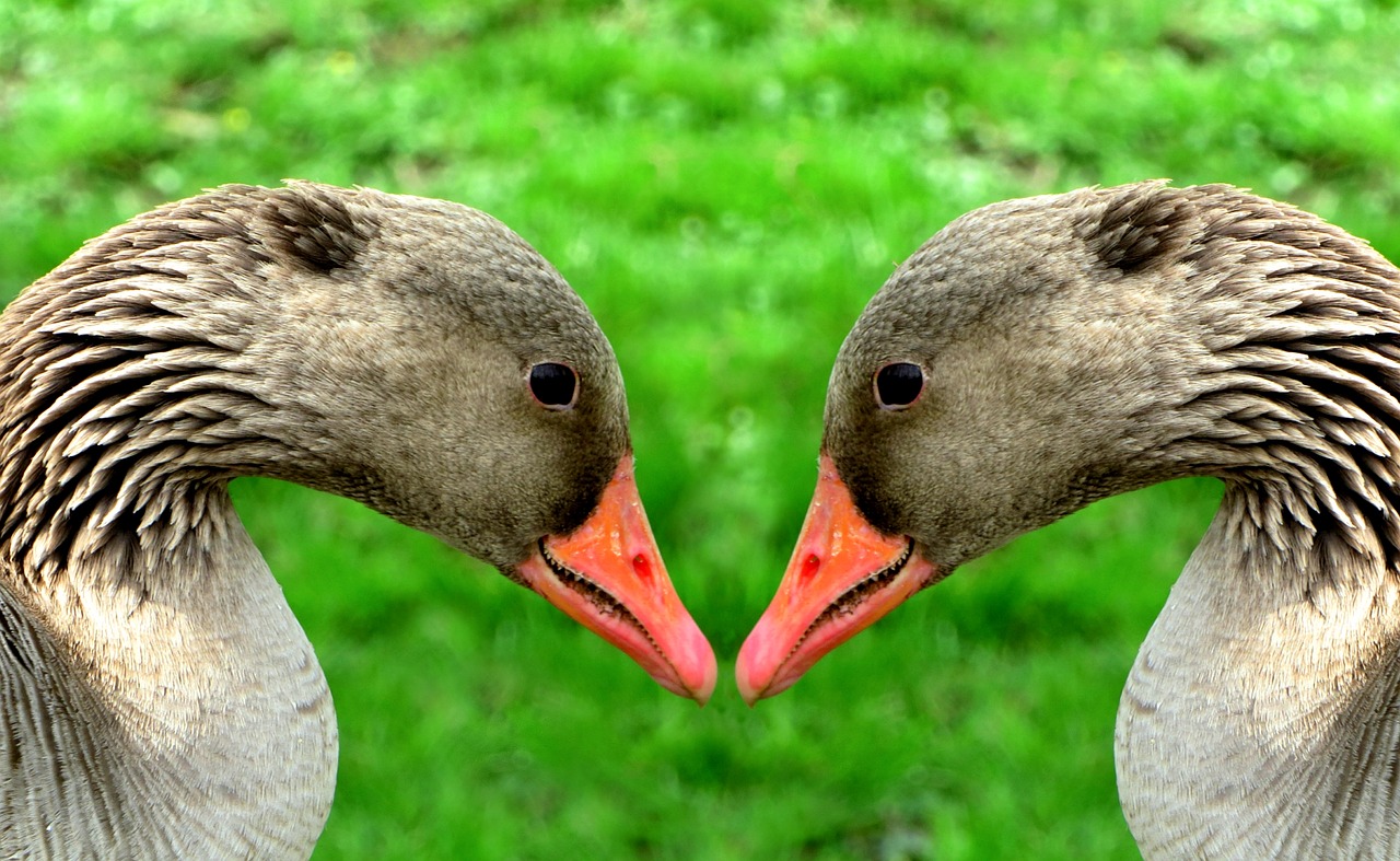 greylag goose poultry animal free photo