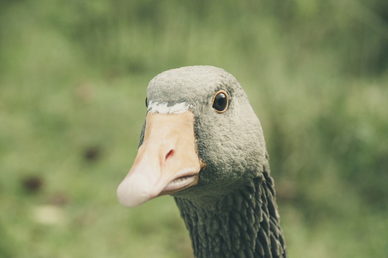 greylag goose bill animal free photo